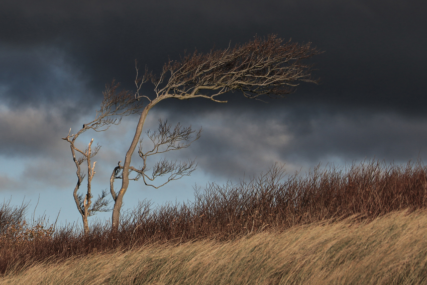 Windflüchter