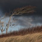 Windflüchter