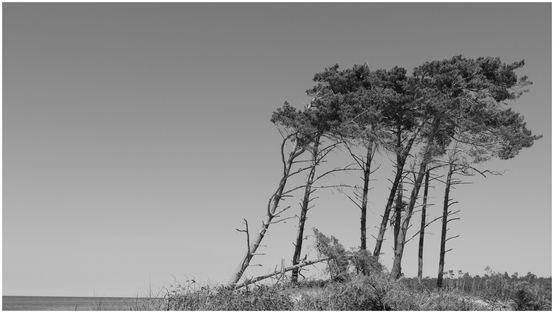 Windflüchter