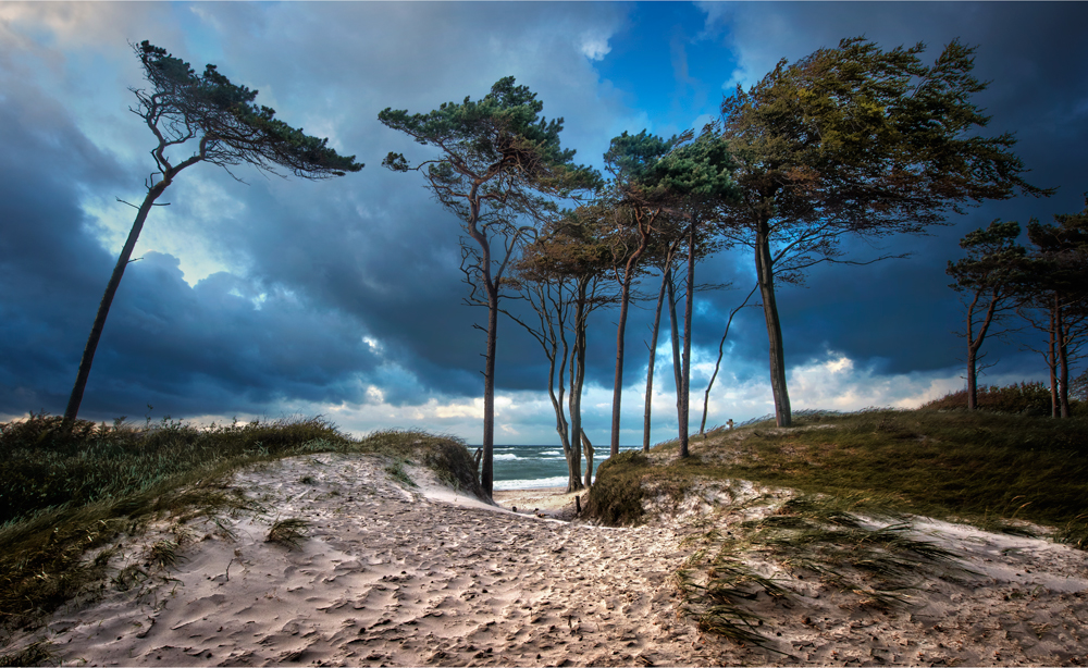 Windflüchter