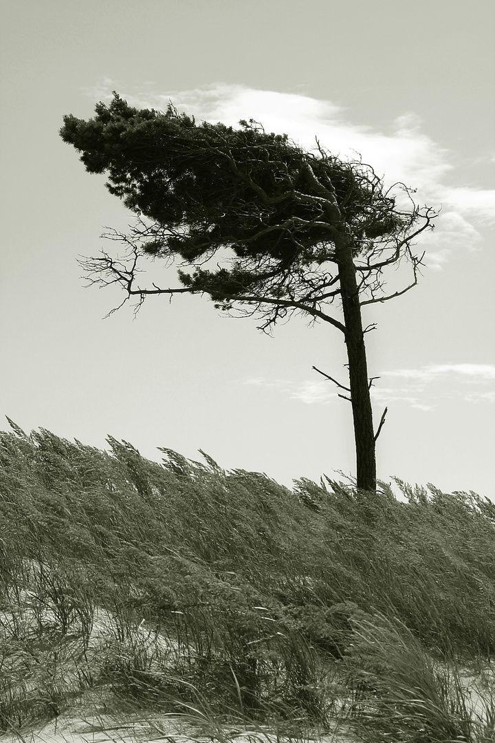 Windflüchter