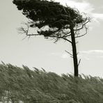 Windflüchter