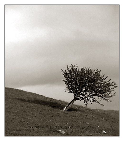 Windflüchter