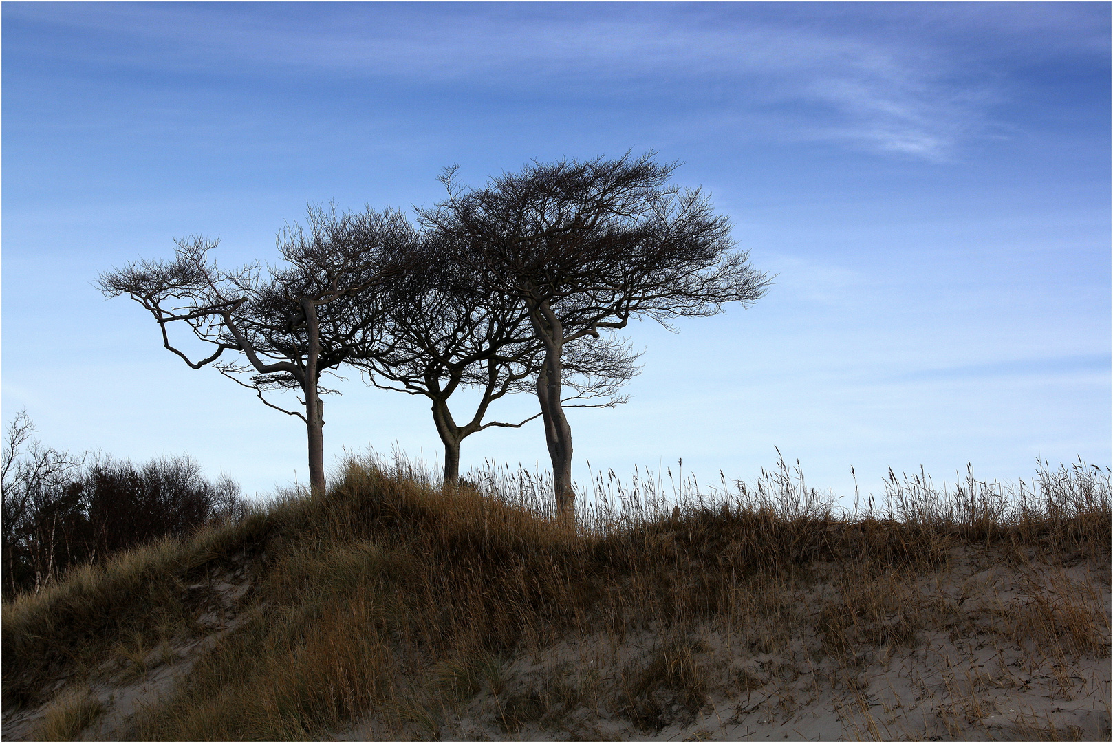 Windflüchter