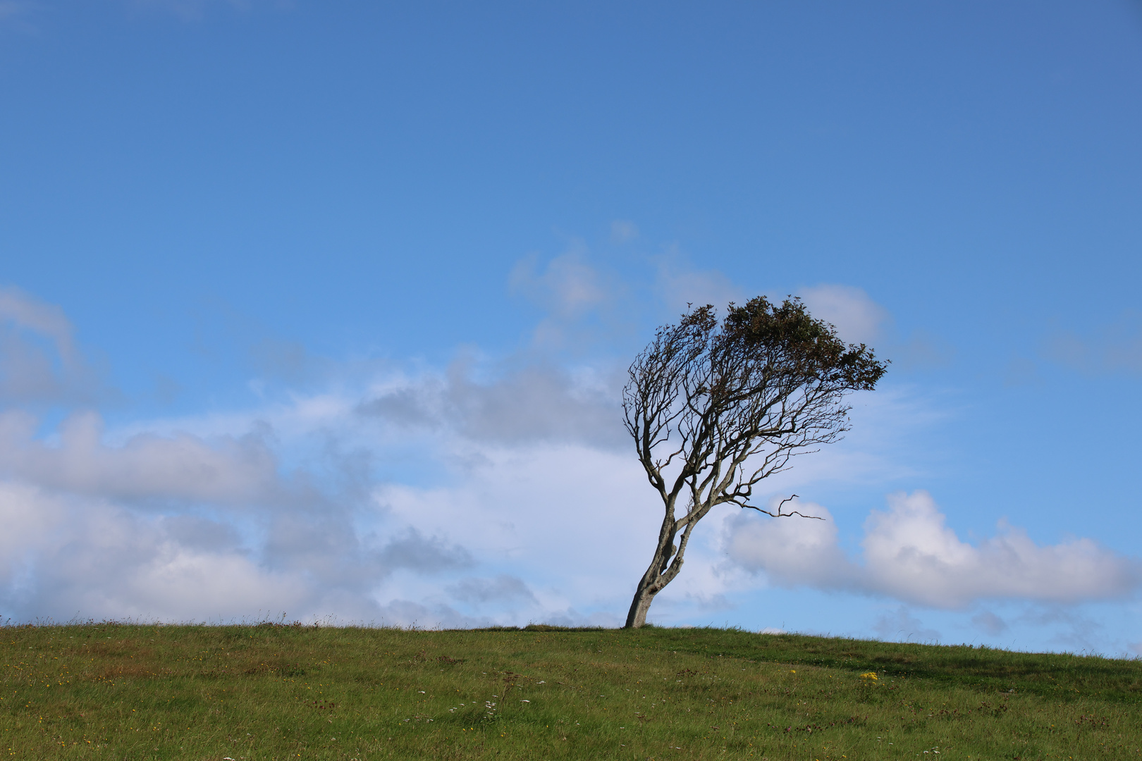 Windflüchter