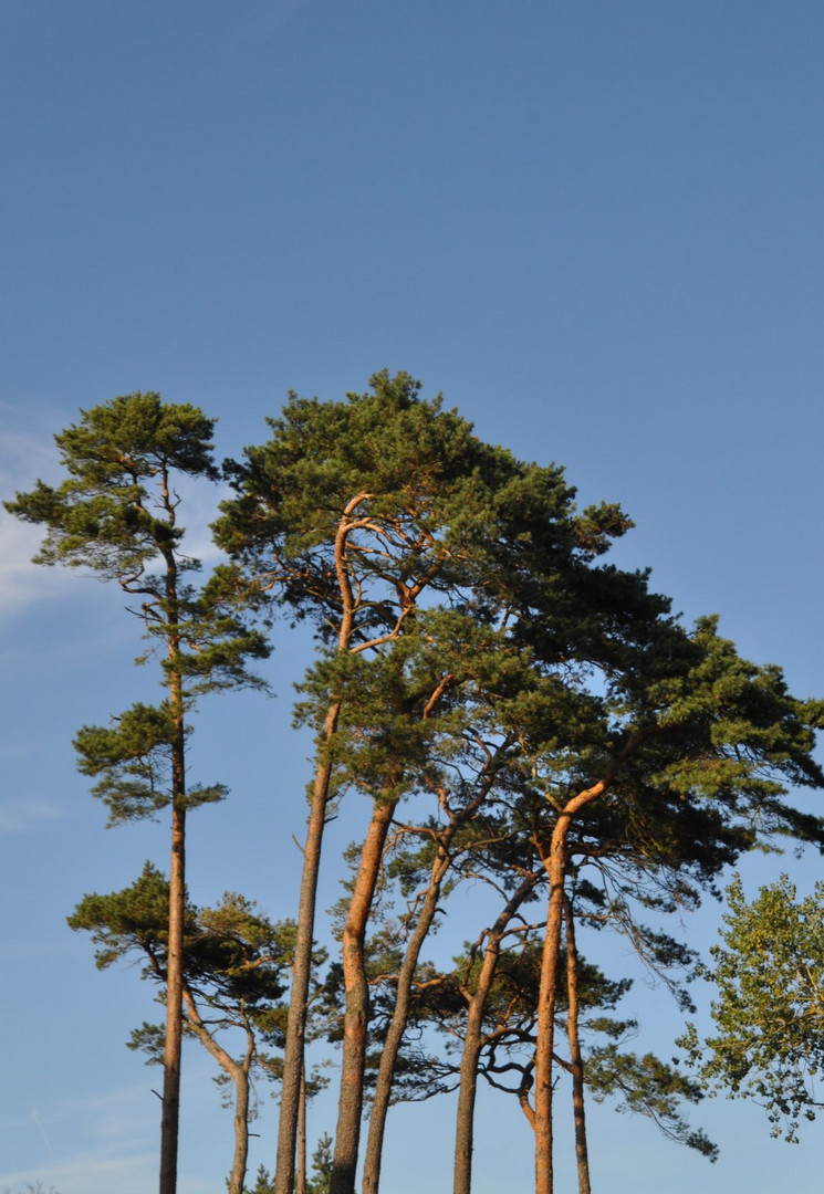 Windflüchter