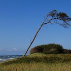 Windflüchter