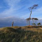 Windflüchter