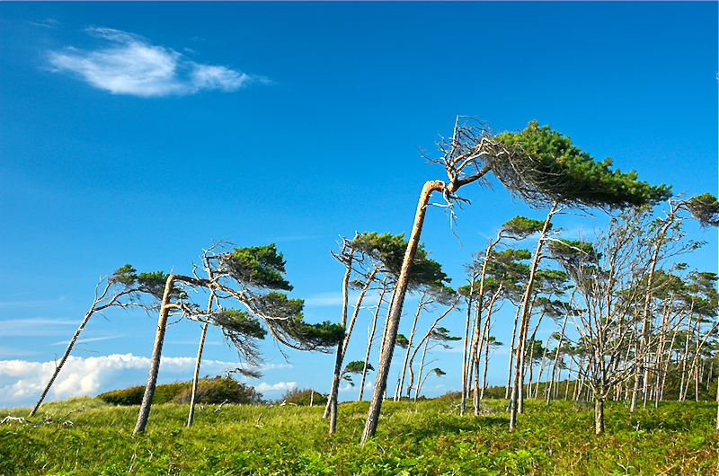 Windflüchter