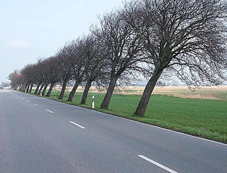 Windflüchter