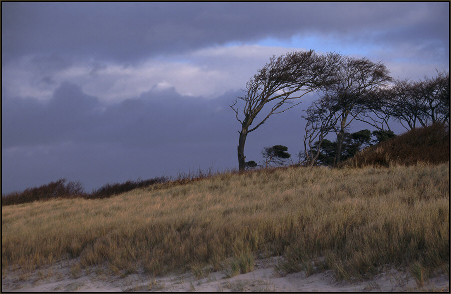 Windflüchter hinter der Düne