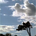 Windflüchter im Gegenlicht