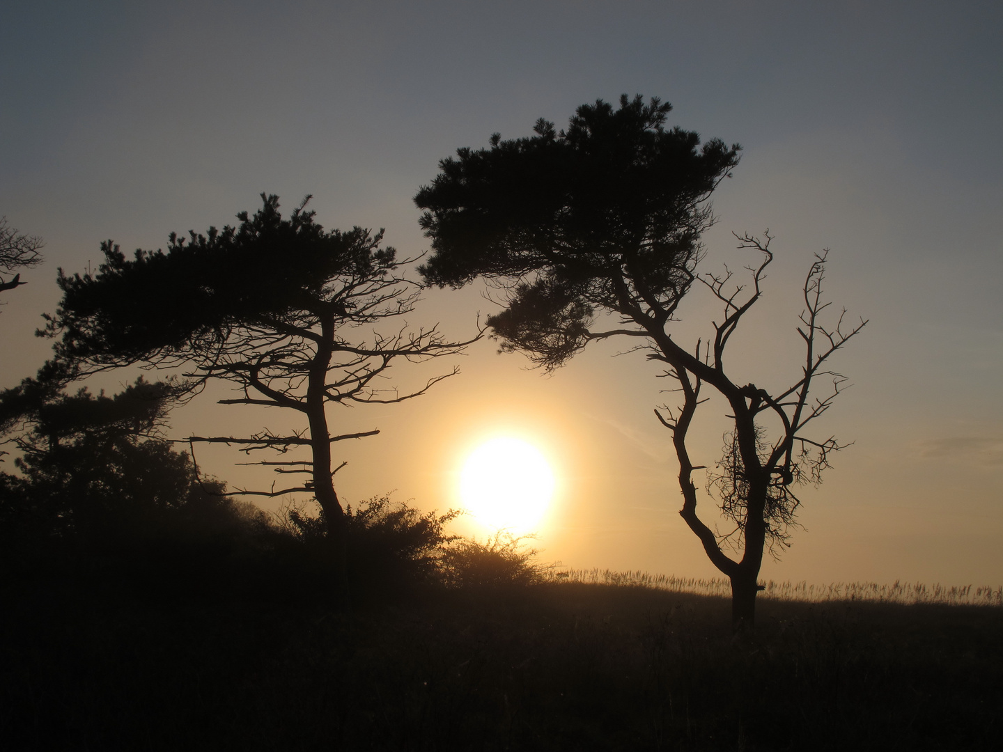 Windflüchter im Sonnenuntergang