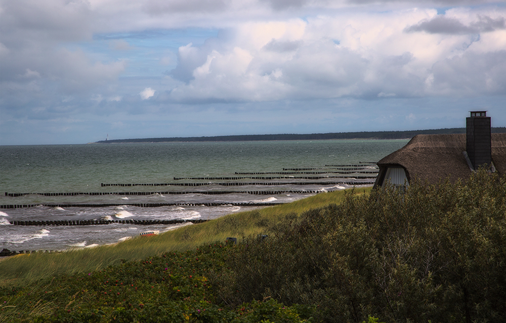 Windflüchter in Fischland/Darß