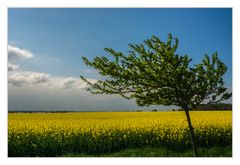 Windflüchter mit Raps ud Wolke