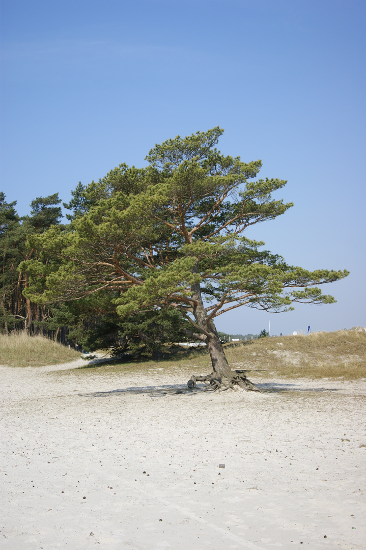 Windflüchter Prerow