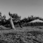 Windflüchter Sint Maartenszee