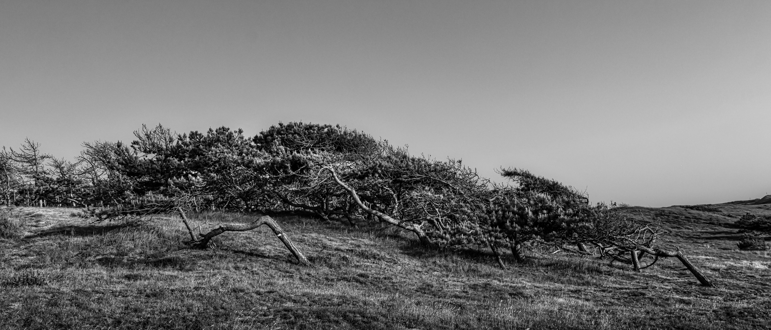 Windflüchter Sint Maartenszee