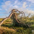 Windflüchter-Sylt