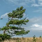 Windflüchter und Fluchtvogel ...