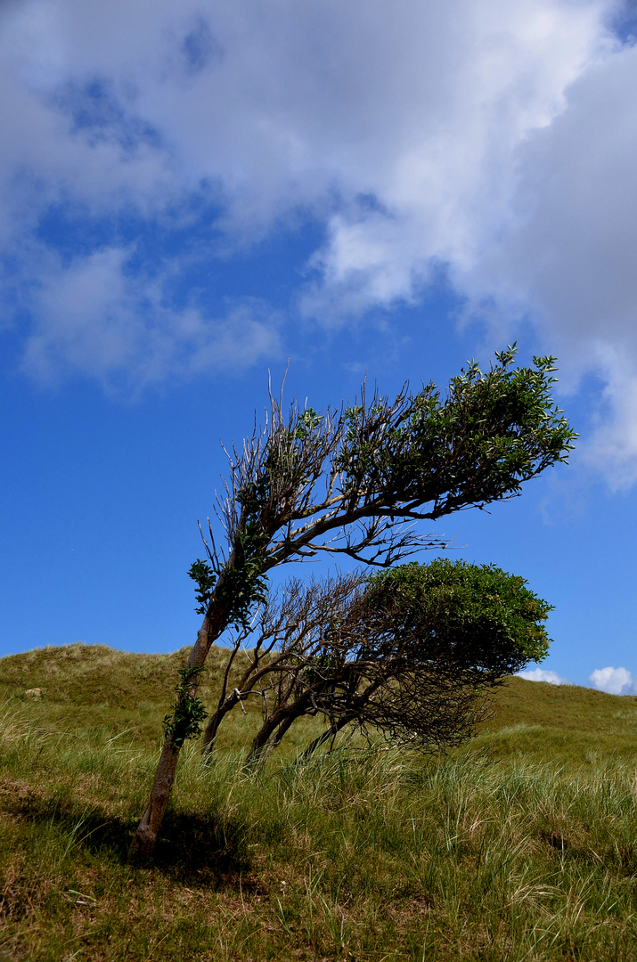 Windflüchtig