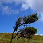 Windflüchtig