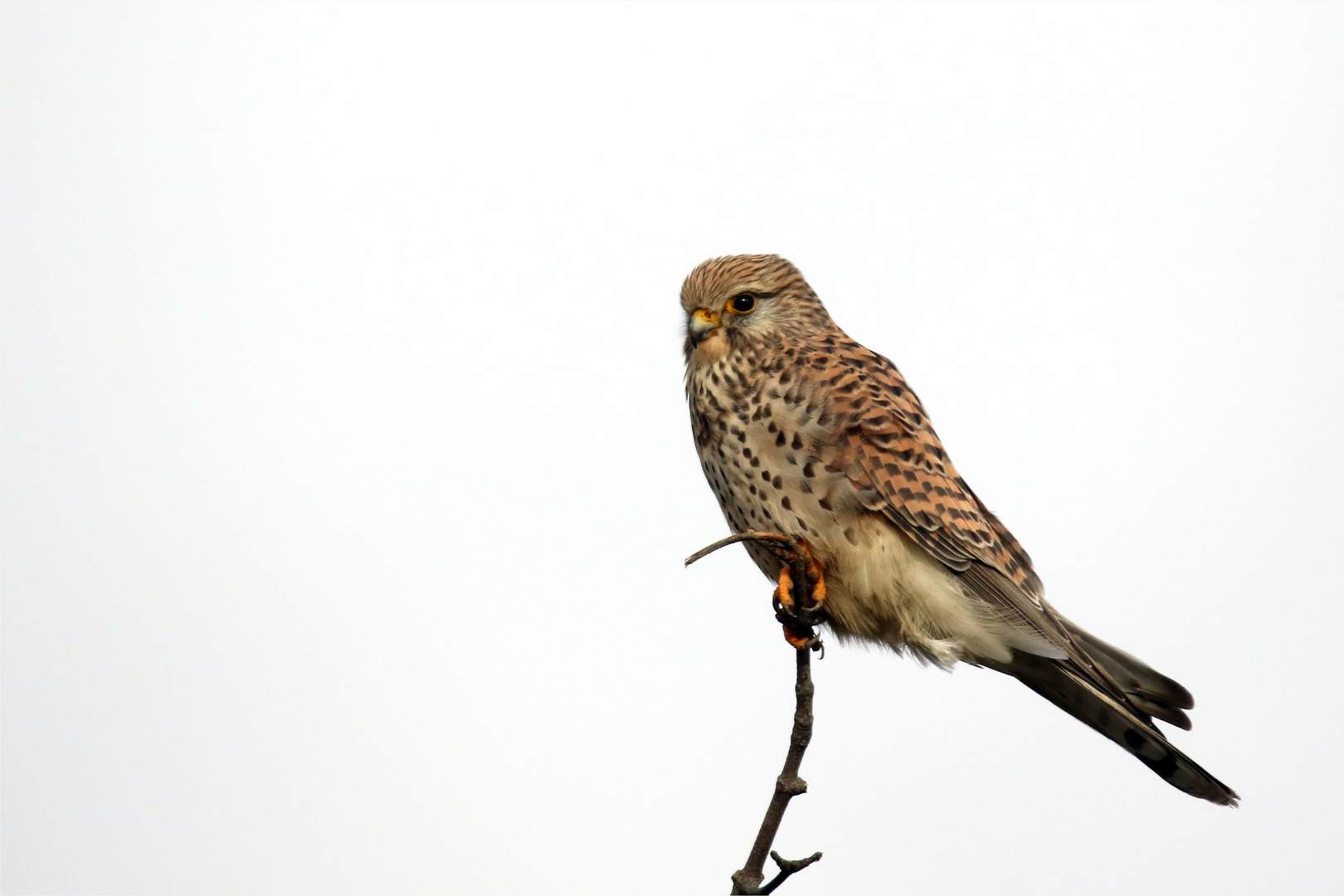 Windgebeutelt ... Turmfalke (Falco tinnunculus)