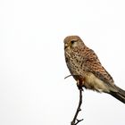 Windgebeutelt ... Turmfalke (Falco tinnunculus)