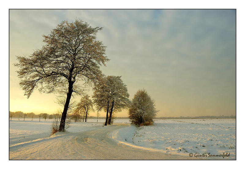 Windgepeitschte im Schnee