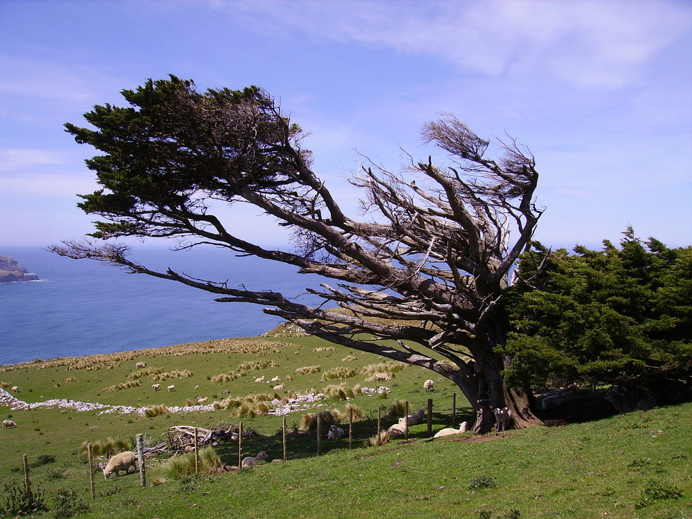 Windgepeitschter Baum