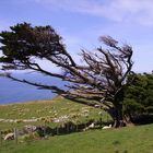 Windgepeitschter Baum