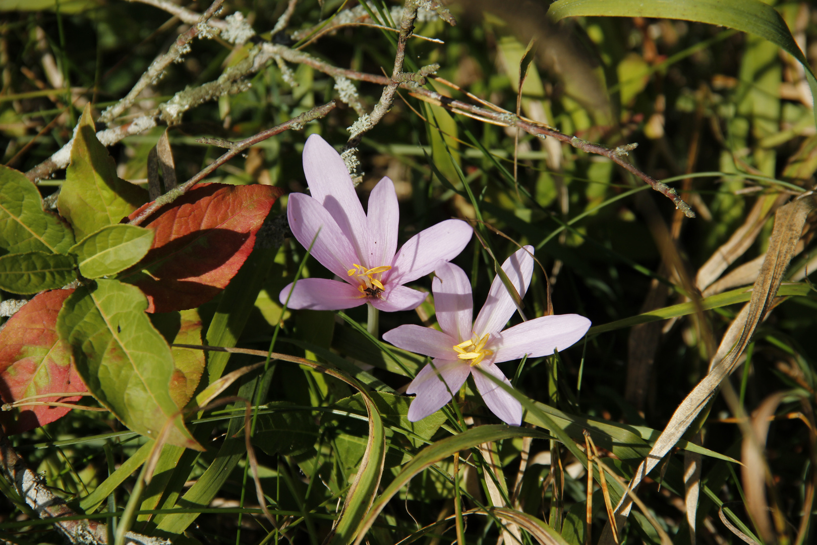 windgeschützt