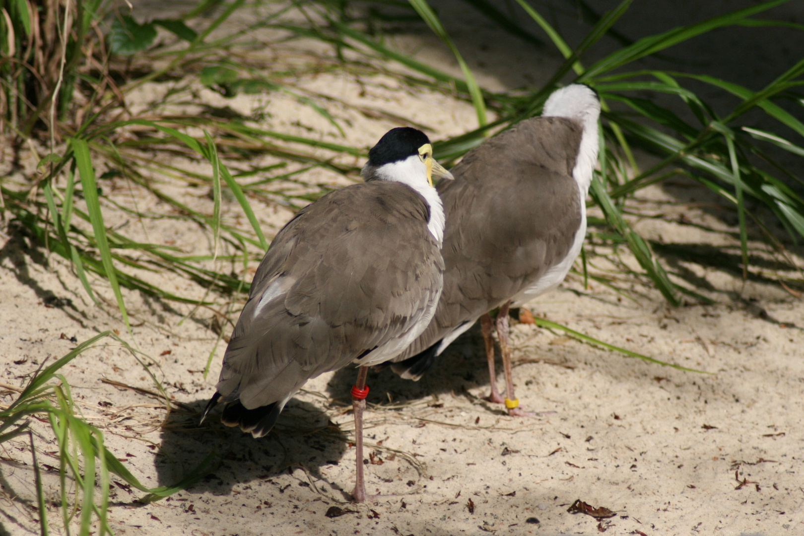 Windgeschützt in den Dünen