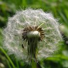 Windhauch in ein neues Leben