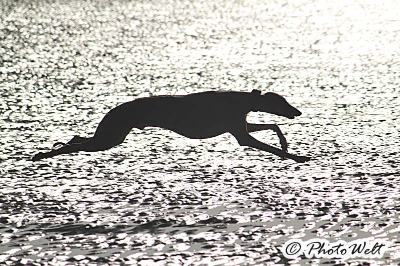 Windhund am Meer