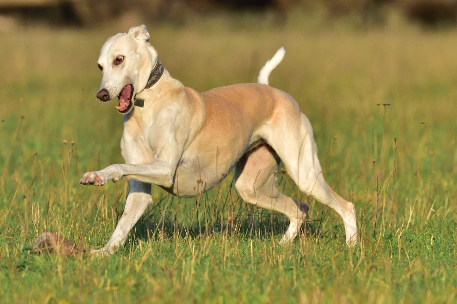 Windhund beim Apportieren