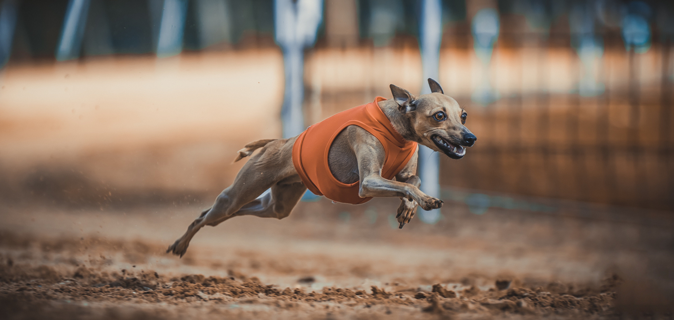 Windhund beim Rennen