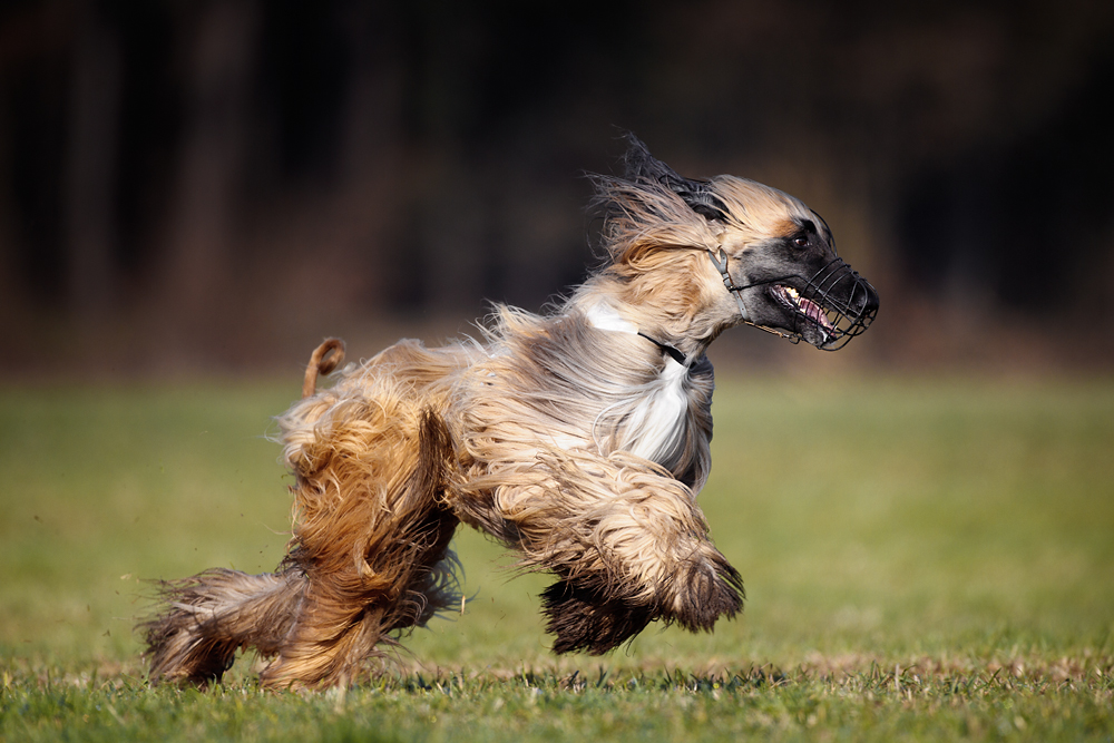 Windhund-Coursing Babenhausen