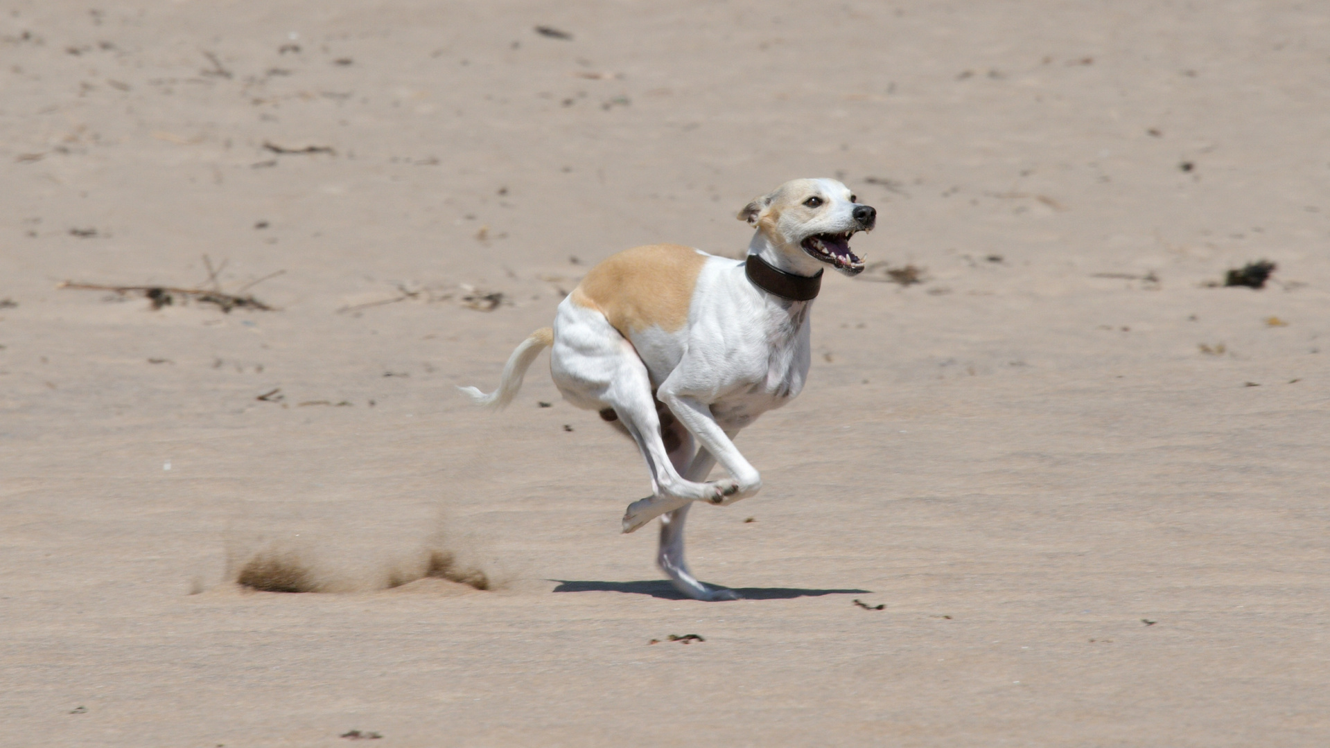 Windhund