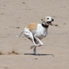 Windhund