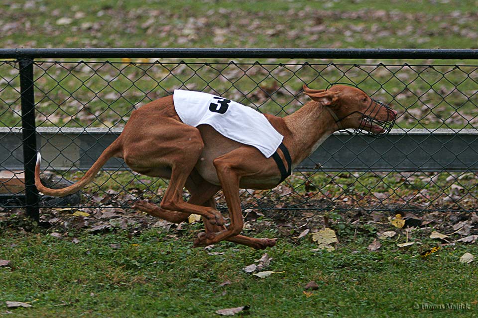 Windhund im Flug