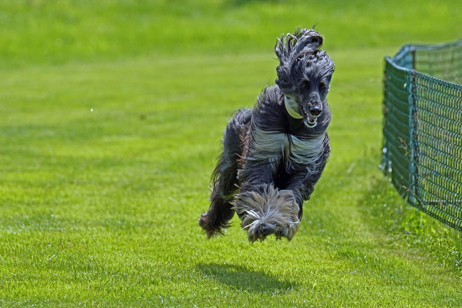 Windhund im Flug