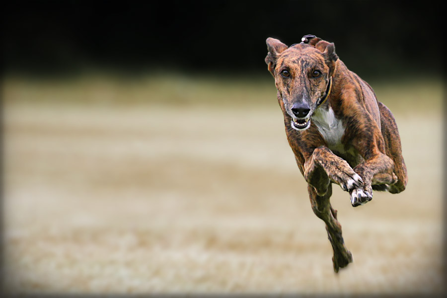 Wie Schnell Ist Ein Windhund Wie Schnell Ist Ein Windhund