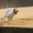 Windhund in der Kurve