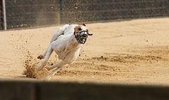 Windhund in der Kurve