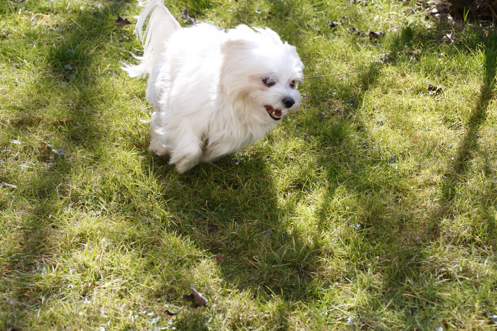 Windhund Malteser