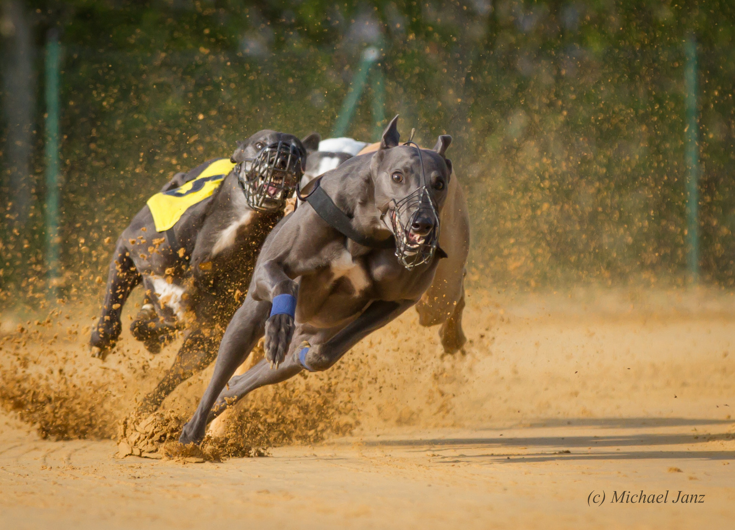 Windhund-Rennen Sachsenheim 2014