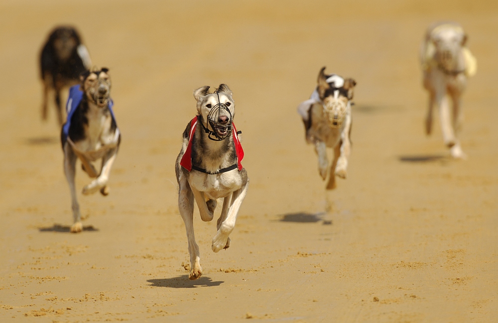 Windhund-Staffel