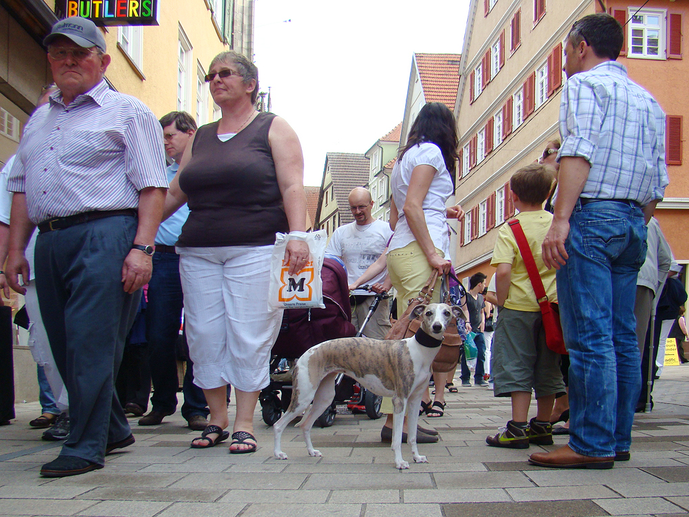 Windhund unter Menschen