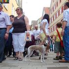 Windhund unter Menschen